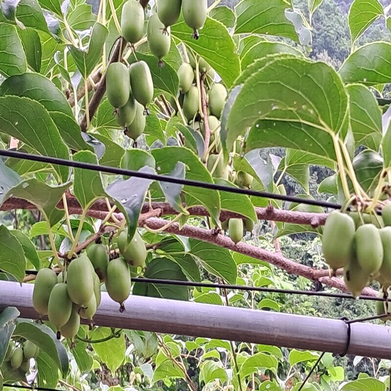강원더몰,백년행락 토종다래 생과 5kg