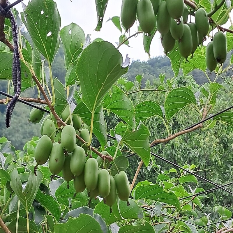 강원더몰,백년행락 토종다래 생과 5kg